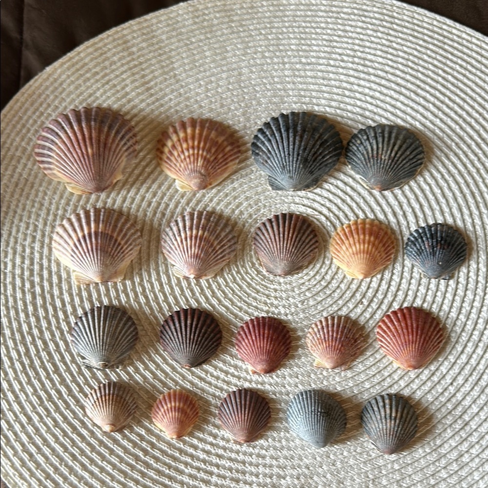 Natural Atlantic Scallop Shells for Crafting
